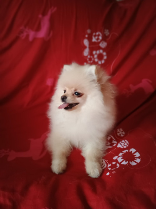 Памаранчевые шприцы фото 2