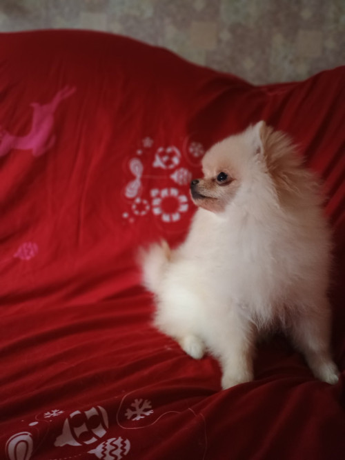 Памаранчевые шприцы фото 3