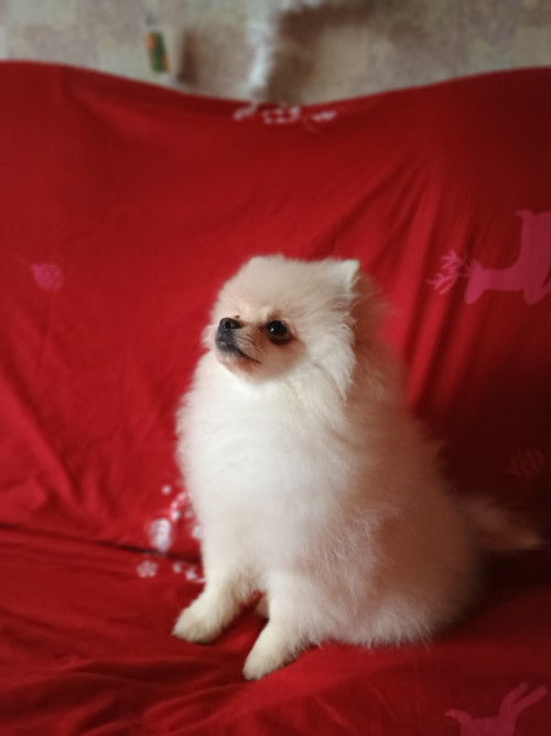 Памаранчевые шприцы фото 4