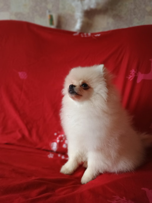 Памаранчевые шприцы фото 5