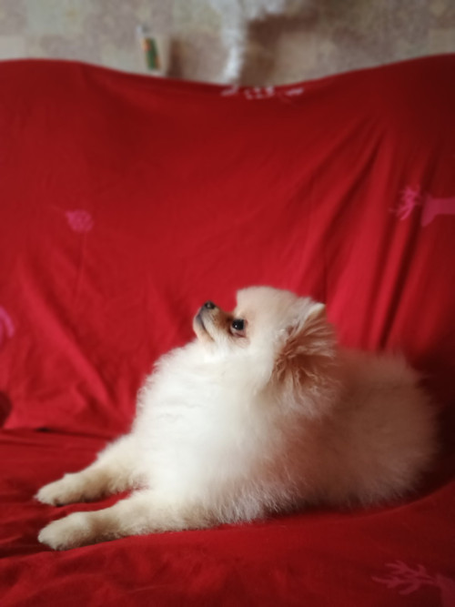 Памаранчевые шприцы фото 6