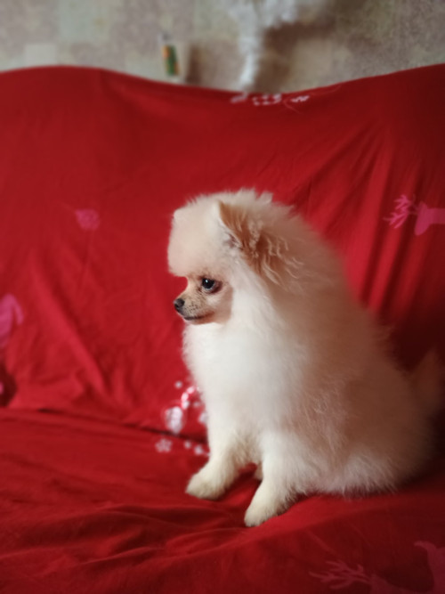 Памаранчевые шприцы фото 7