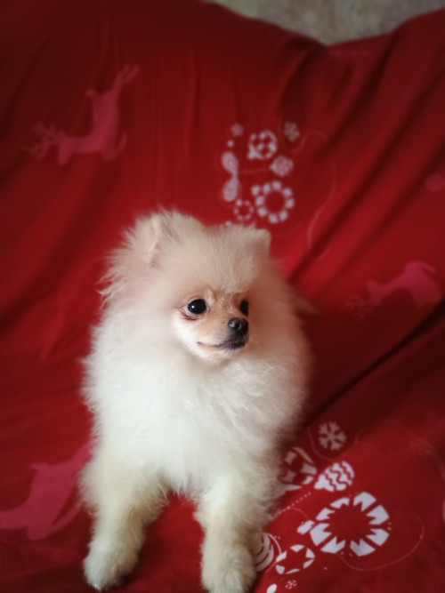 Памаранчевые шприцы фото 9