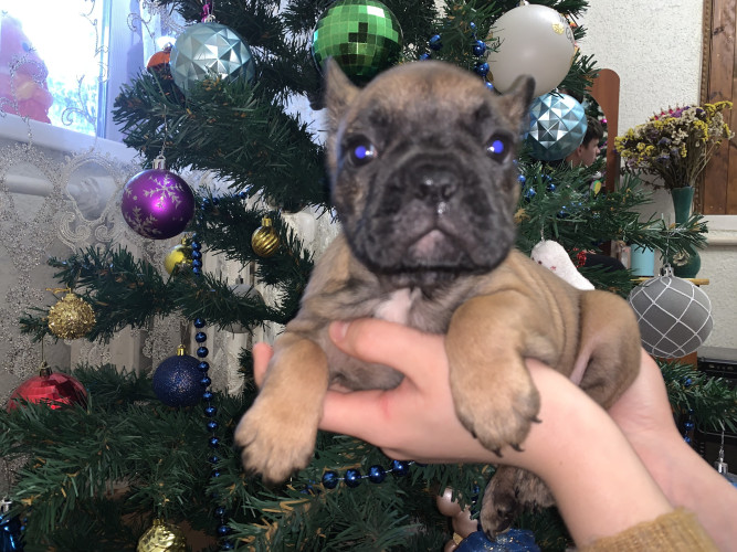 Цуценята французького бульдога 