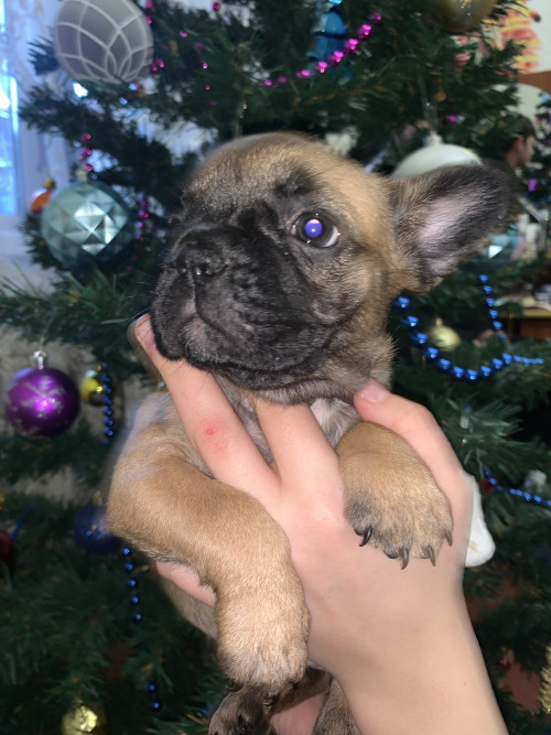 Цуценята французького бульдога фото 4