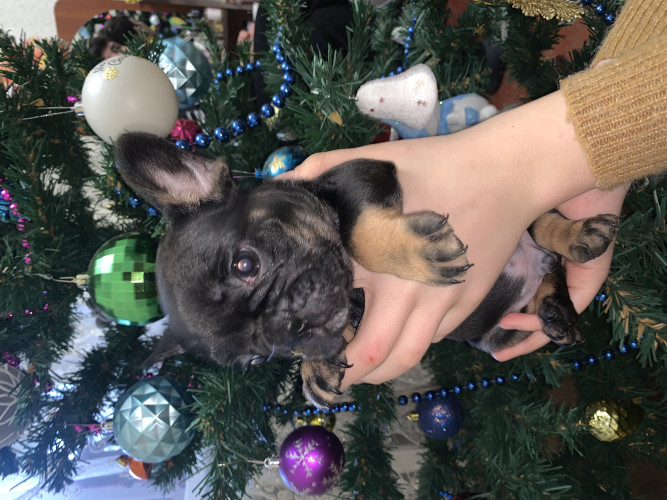 Цуценята французького бульдога фото 6