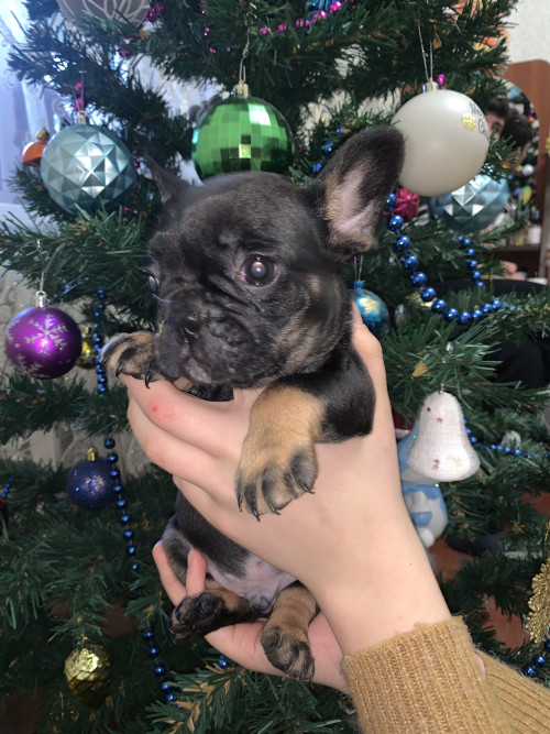 Цуценята французького бульдога фото 9