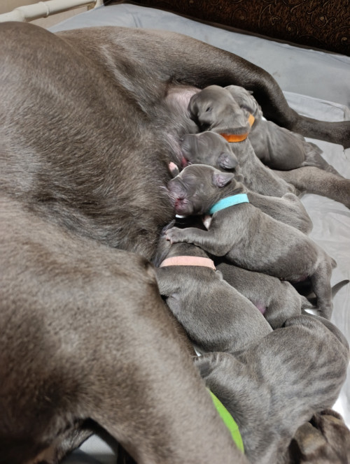 Щенята Кане Корсо 