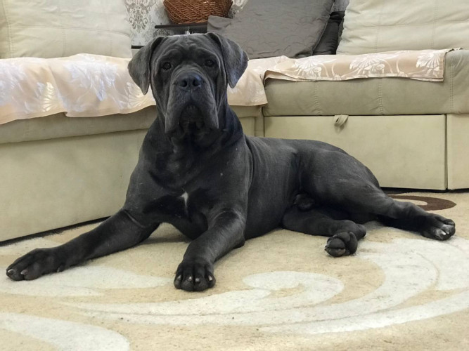 Щенята Кане Корсо фото 2