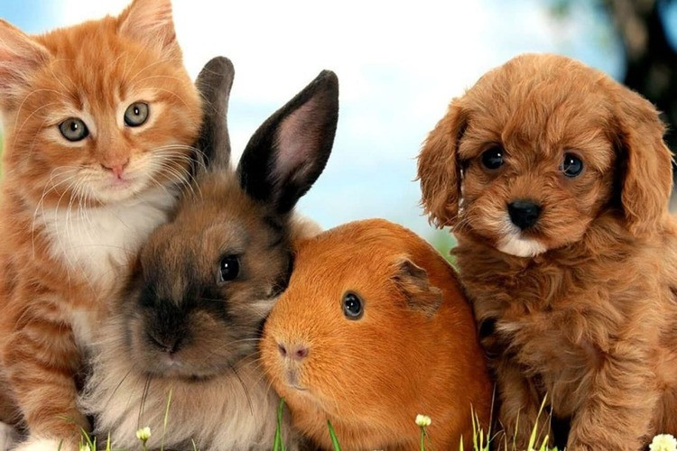 Перетримка тварин фото 3