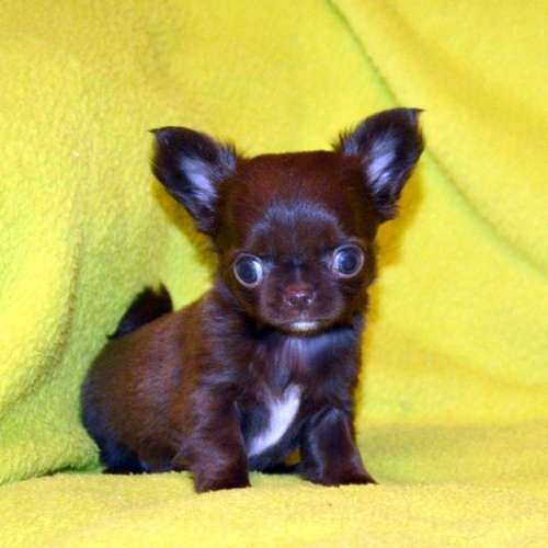 Цуценята чихуахуа хлопчик та дівчинка шоколад 