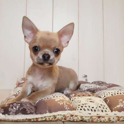 Цуцена чихуaшка крем хлопчик та дівчинка 