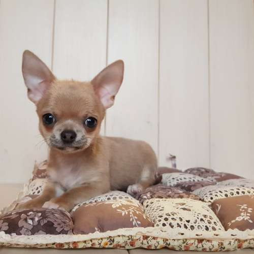 Цуцена чихуaшка крем хлопчик та дівчинка фото 2