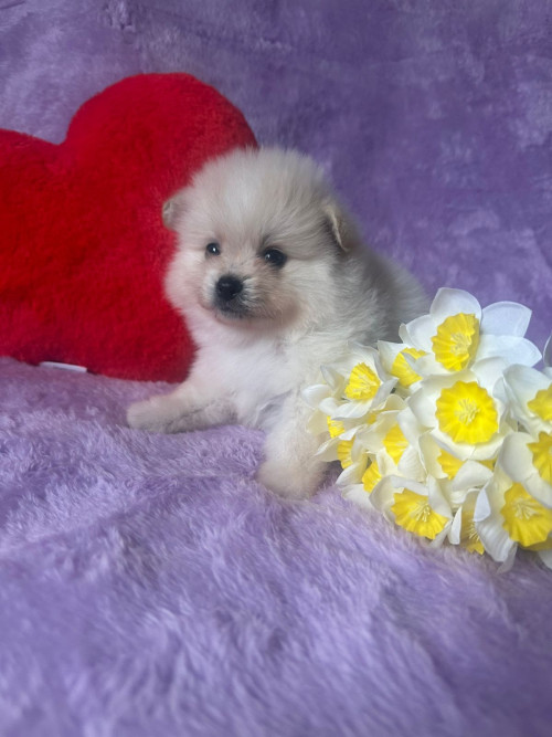 Померанский шпиц мини 