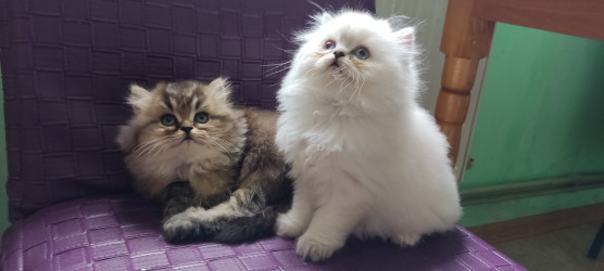 Британочки шукають родину