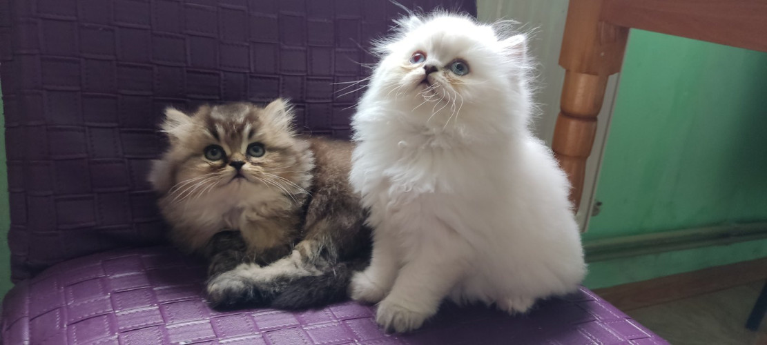 Британочки шукають родину 