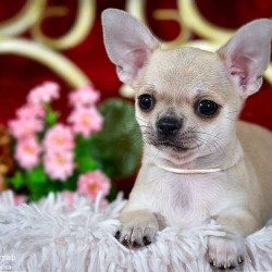 Хлопчик чихуахуа