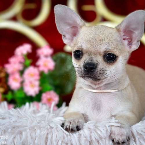 Хлопчик чихуахуа 