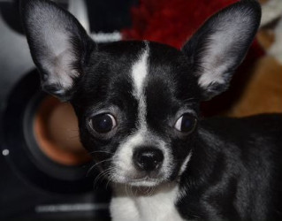 Чихуахуа мікроміні дівчинка