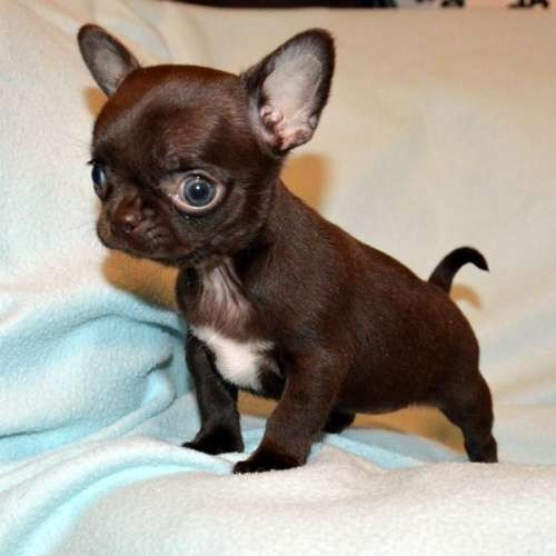 Мікро-міні цуценя чихуахуа шоколад 