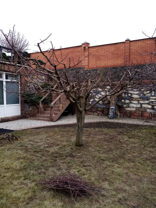 Обрезка фруктових и декоративных ростений в Николаеве 