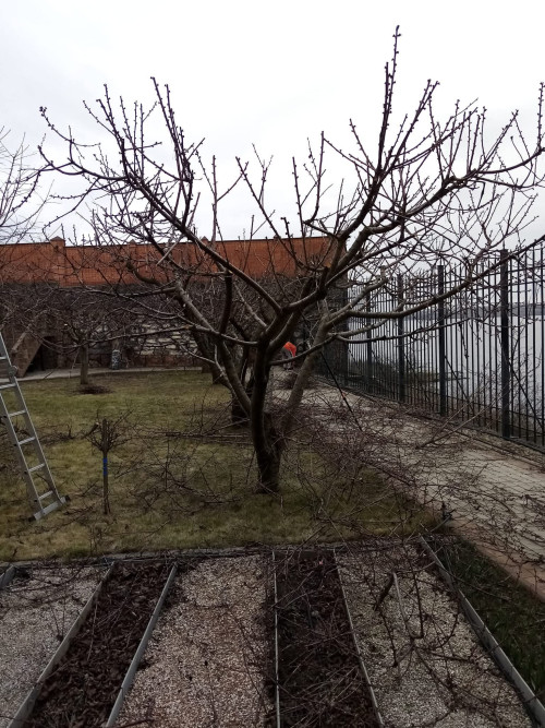 Обрезка фруктових и декоративных ростений в Николаеве фото 2