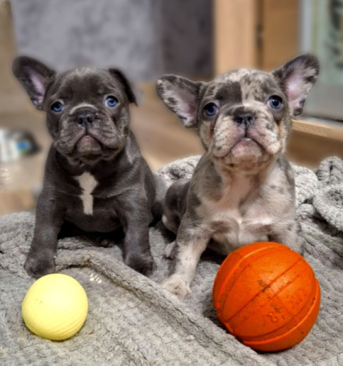 Доброго дня хто хоче французьких бульдогів ,є хлопчик та дівчинка за д 