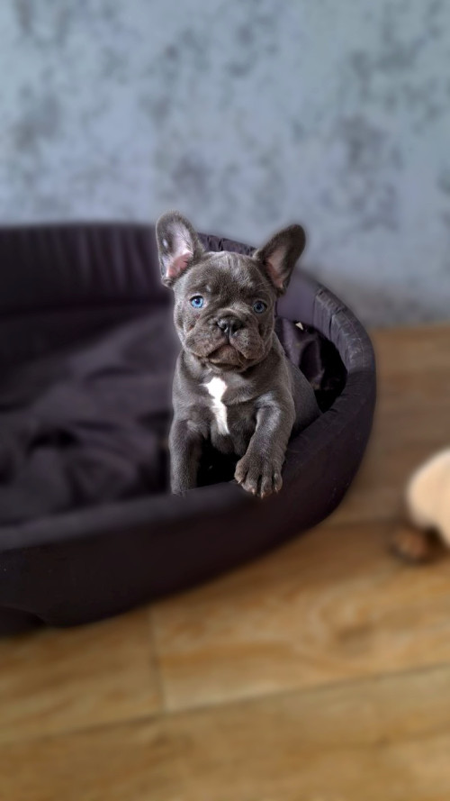 Доброго дня хто хоче французьких бульдогів ,є хлопчик та дівчинка за д фото 2