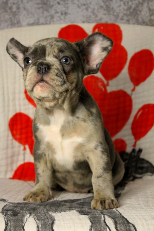 Доброго дня хто хоче французьких бульдогів ,є хлопчик та дівчинка за д фото 3