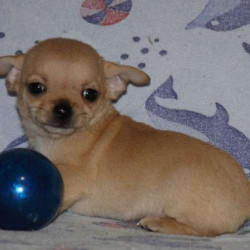 Чихуахуа дівчинка крем мікроміні