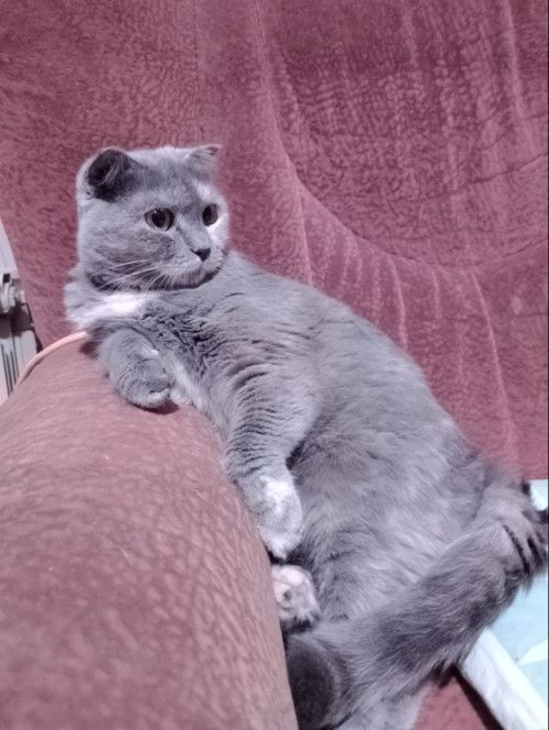 Отдам в хорошие руки девочку британец 