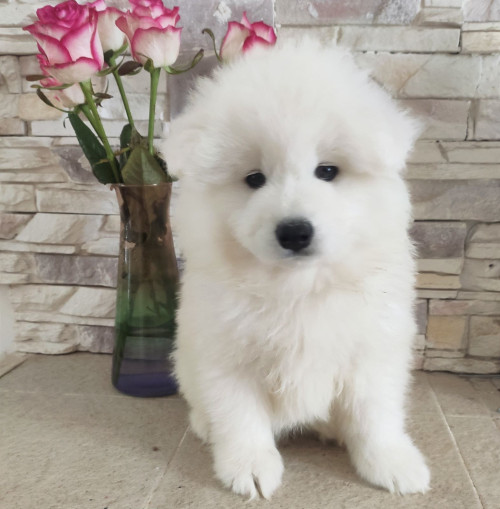 Цуценя самоїда. Хлопчик 