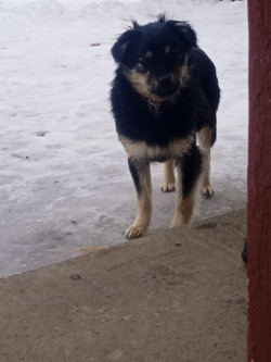 Віддам в добрі руки