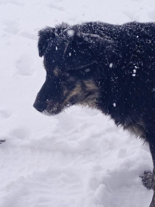 Віддам в добрі руки фото 2