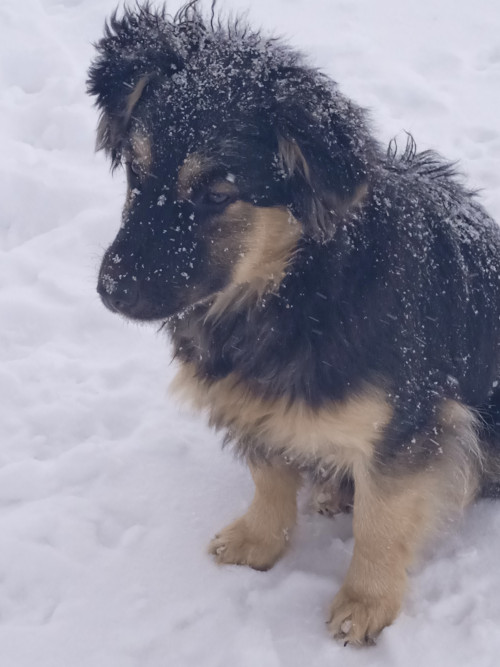 Віддам в добрі руки фото 3