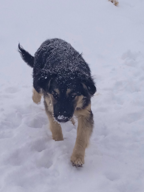 Віддам в добрі руки фото 5