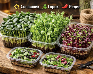 Домашня мікрозелень