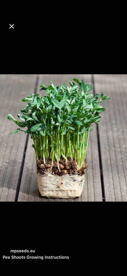 Домашня мікрозелень фото 2