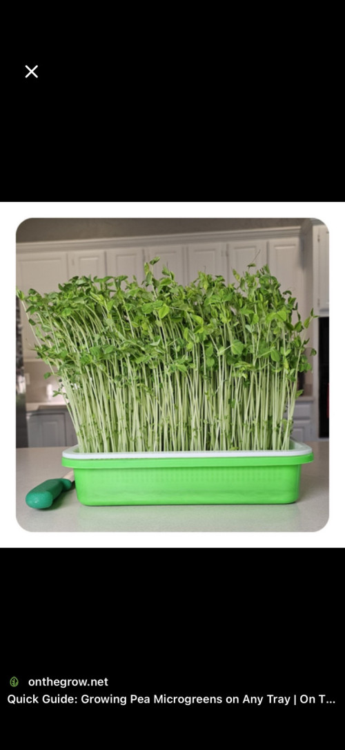 Домашня мікрозелень фото 3