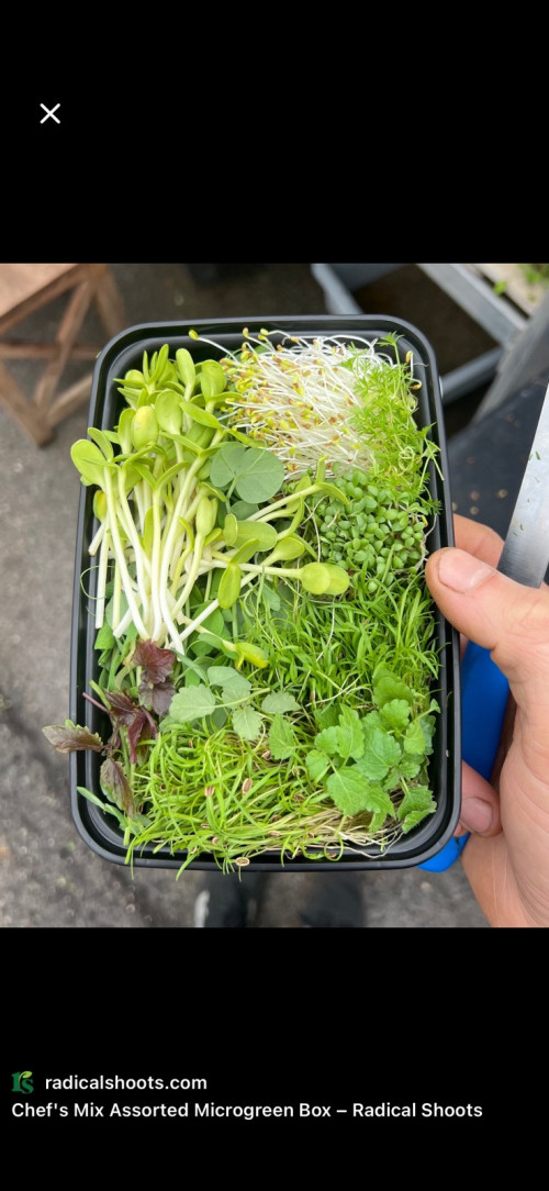 Домашня мікрозелень фото 4