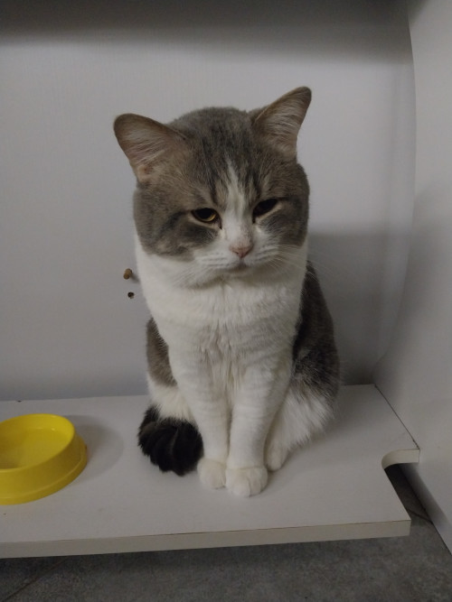 Віддам в хороші та добрі руки фото 2