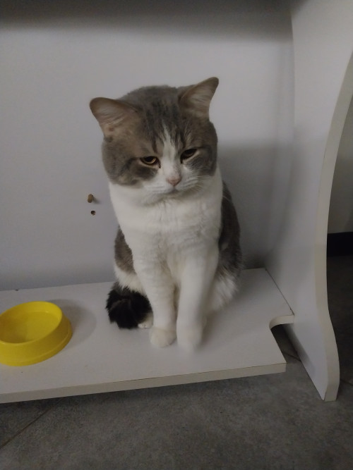 Віддам в хороші та добрі руки фото 5