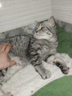 Віддам в хороші та добрі руки)