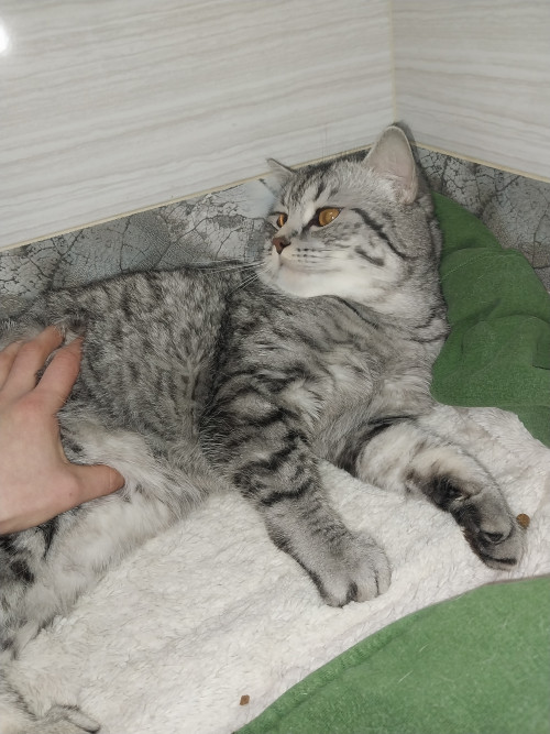 Віддам в хороші та добрі руки) 