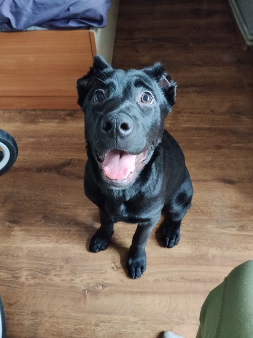 Терміново продам кане корсо дівчинку 