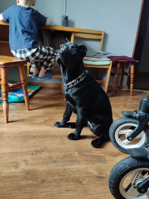 Терміново продам кане корсо дівчинку фото 2