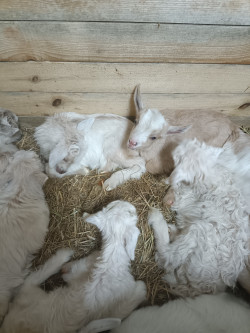 Козенята цапики уже едят сено,зерно.от удойных коз