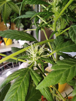 Потрібна доглядальниця