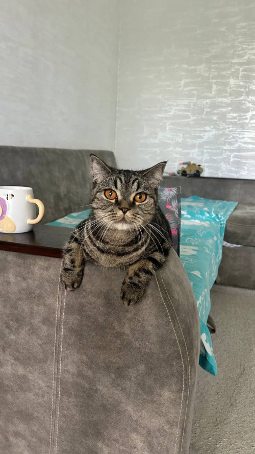 Віддам в добрі руки 