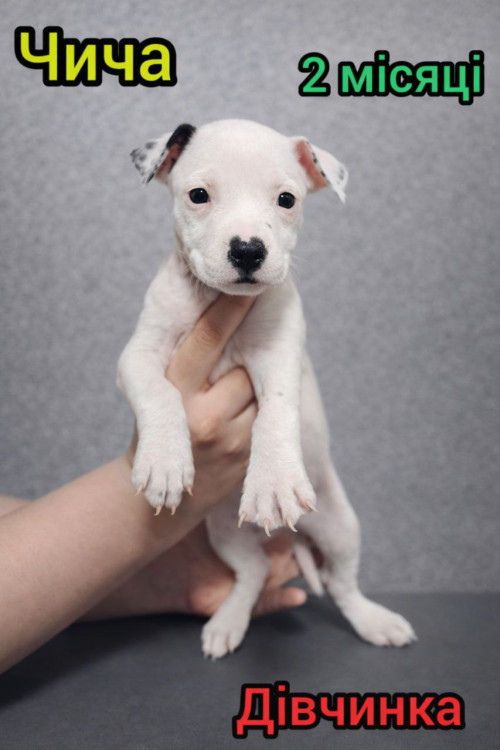 Продаж Цуценят Стафаршидського Терєра White Акційна Ціна !!! 